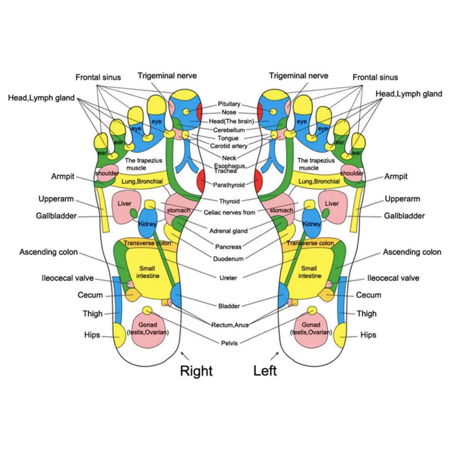 Transform Your Well-Being with the HRIZN Acupuncture Foot Massage Blanket – Boost Immunity and Elevate Your Relaxation Experience!