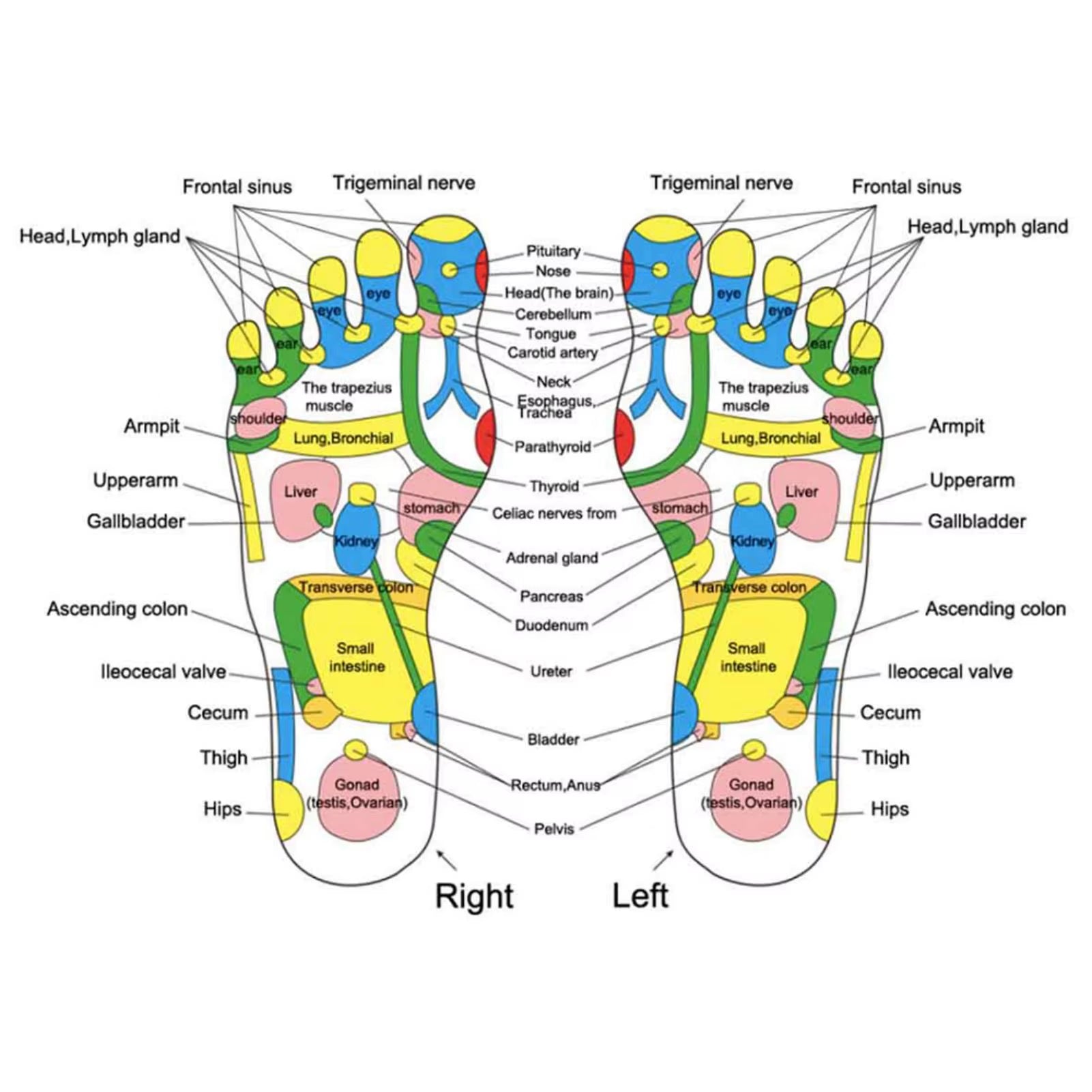Transform Your Well-Being with the HRIZN Acupuncture Foot Massage Blanket – Boost Immunity and Elevate Your Relaxation Experience!